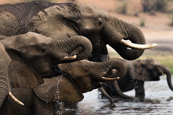 Elephants at Chobe River, Botswana