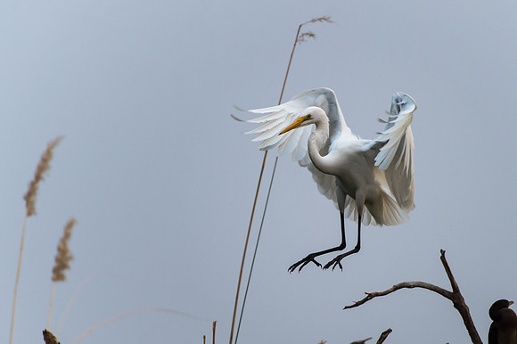 Great Egret - Moremi, Botswana
