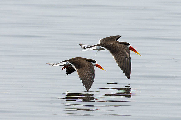 African Skimmers - Chobe, Botswana