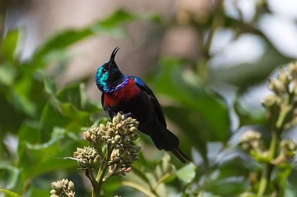 Red-chested Sunbird - Mfangano Island, Kenya