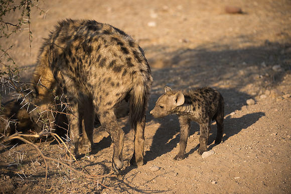 Spotted Hyena and pup - Mashatu, Botswana
