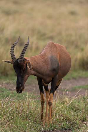 Topi - Masai Mara, Kenya