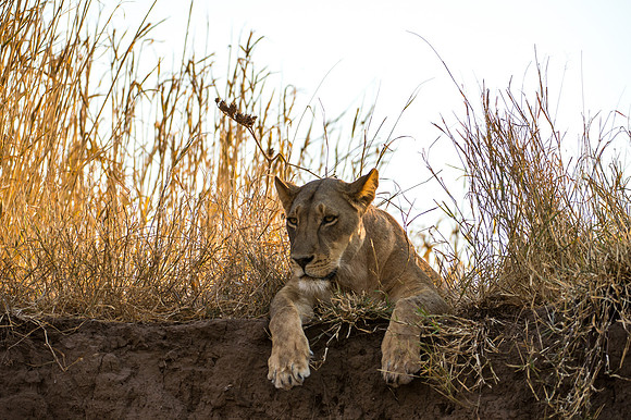 Lioness - Mashatu, Botswana