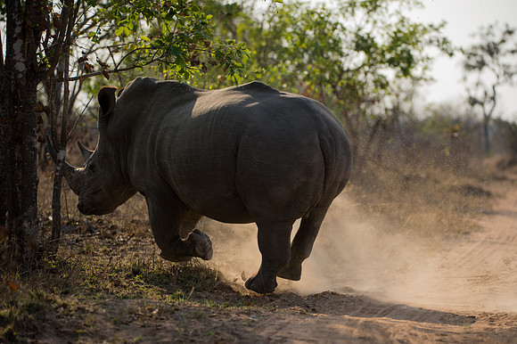 White Rhinoceros - Mala Mala, South Africa