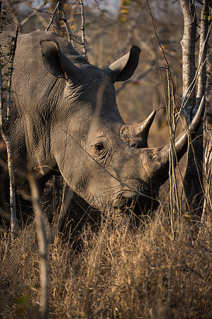 White Rhinoceros - Mala Mala, South Africa