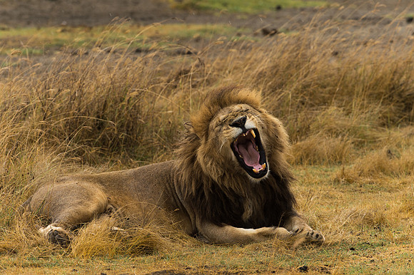 Lion - Ngorongoro, Tanzania