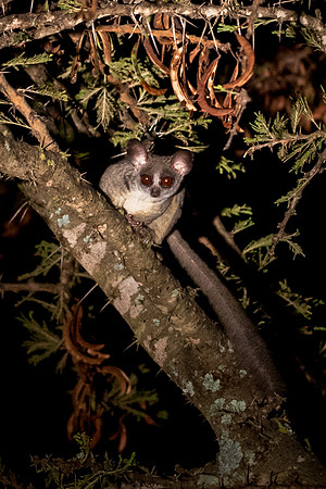 Lesser Bushbaby - Loliondo, Tanzania
