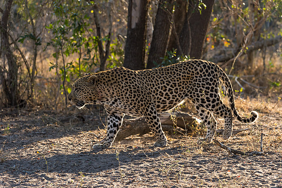 Leopard - Mala Mala, South Africa