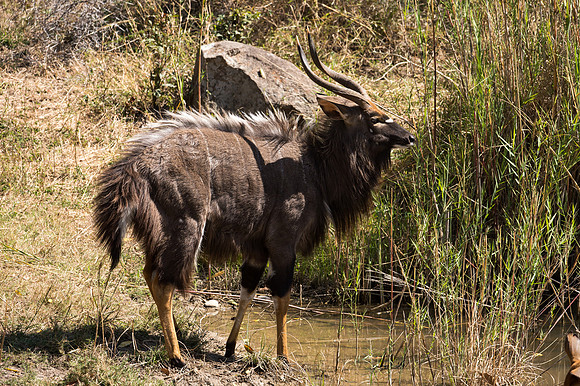 Nyala - Mala Mala, South Africa