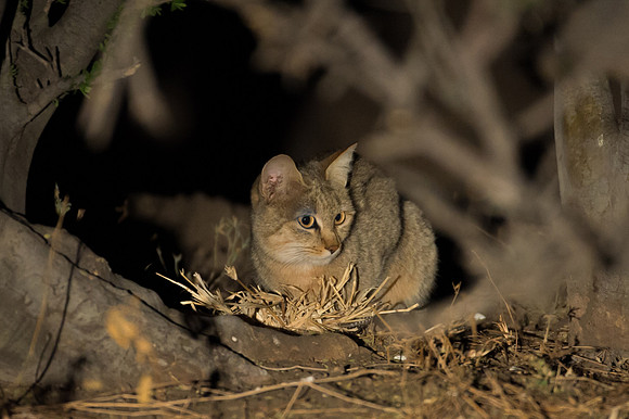 African Wild Cat - Mashatu, Botswana
