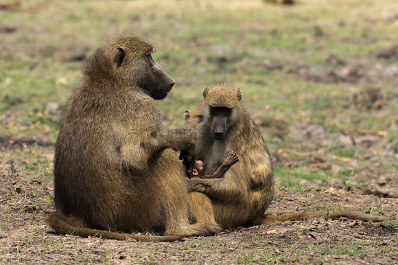 Baboons - Chobe, Botswana