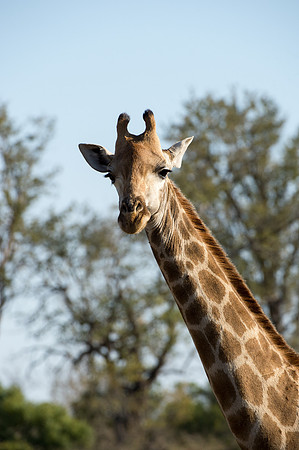 Reticulated Giraffe - Mala Mala, South Africa