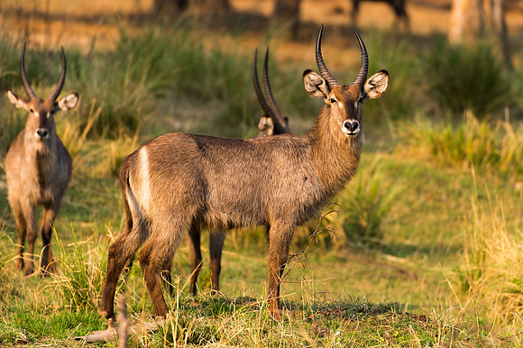 Waterbuck - Lower Zambezi, Zambia
