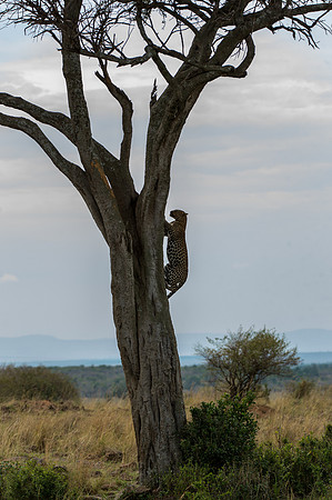 Leopard backing down a tree - Masai Mara, Kenya