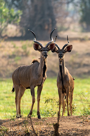 Kudu - Lower Zambezi, Zambia