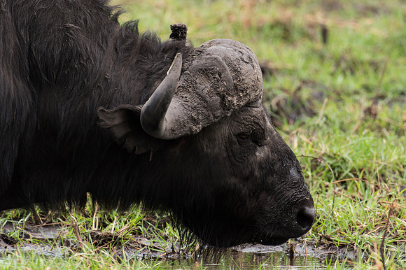 Cape Buffalo - Chobe, Botswana