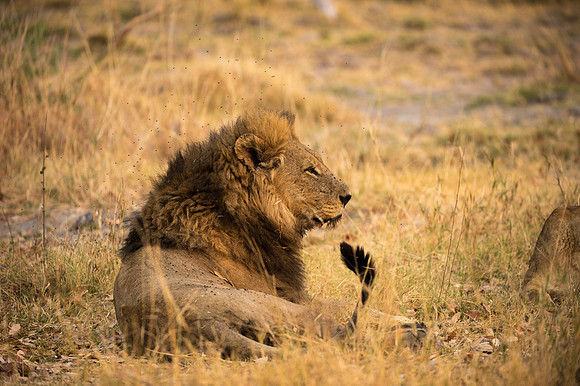 Lion - Moremi, Botswana