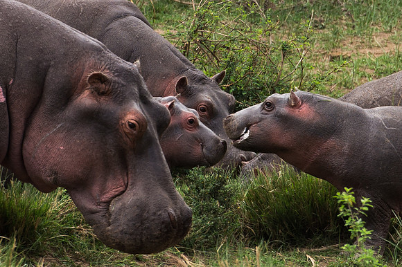 Hippopotamus - Masai Mara, Kenya