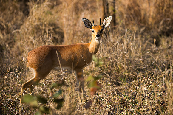 Steenbok - Mala Mala, South Africa