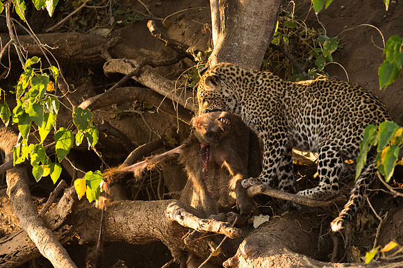 Leopard cub taking a kill up a tree - Mashatu, Botswana