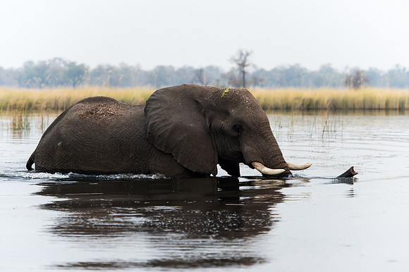 Elephant - Moremi, Botswana