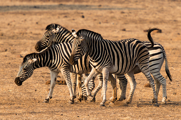 Burchell's Zebras - Mashatu, Botswana