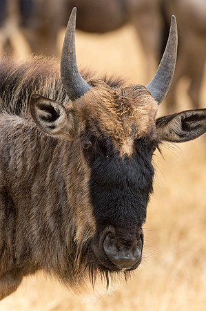 Wildebeest - Ngorongoro, Tanzania