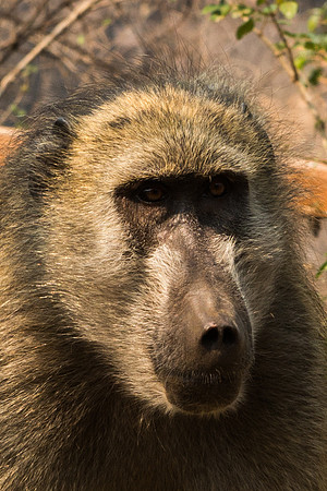 Baboon - Victoria Falls, Zambia
