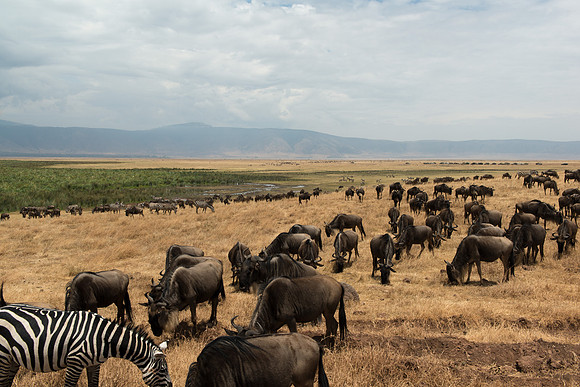 Wildebeest - Ngorongoro, Tanzania