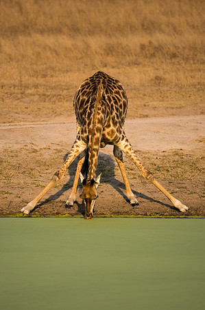 Reticulated Giraffe - Mala Mala, South Africa
