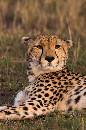 Cheetah - Masai Mara, Kenya