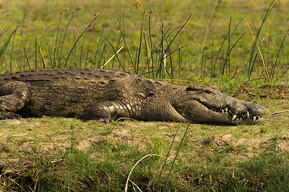 Nile Crocodile - Lower Zambezi, Zambia