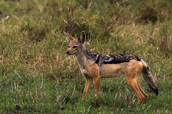 Silver-backed Jackal - Masai Mara, Kenya