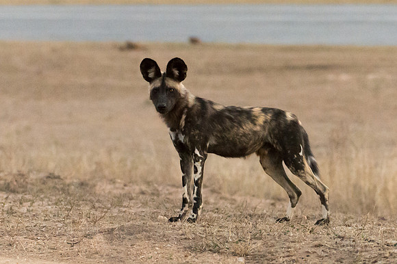Cape Hunting Dog - Mala Mala, South Africa