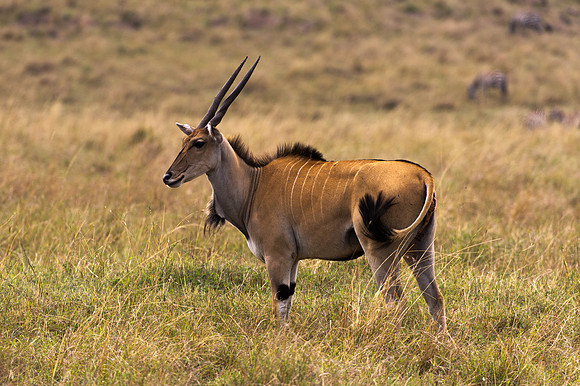 Eland - Masai Mara, Kenya