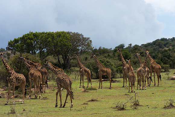 A Journey of Masai Giraffe - Loliondo, Tanzania