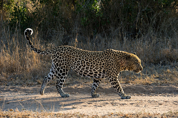 Leopard - Mala Mala, South Africa