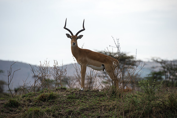 Impala - Loliondo, Tanzania