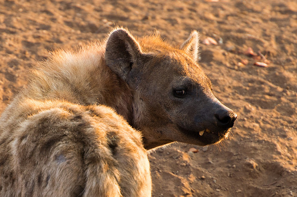 Spotted Hyena - Mashatu, Botswana