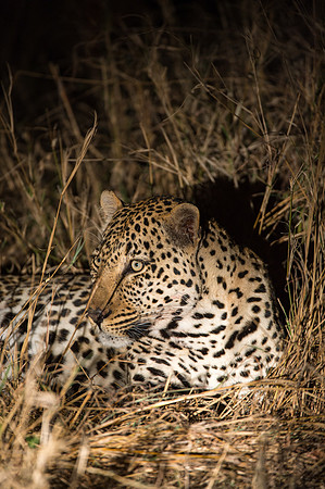 Leopard - Mala Mala, South Africa