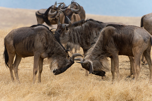 Wildebeest - Ngorongoro, Tanzania