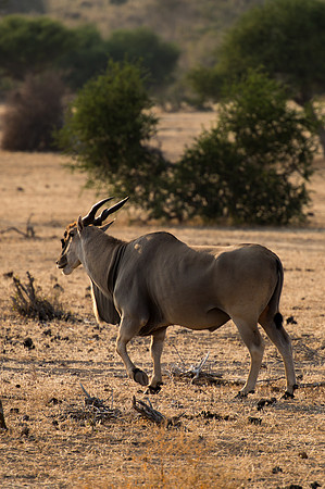 Eland - Mashatu, Botswana