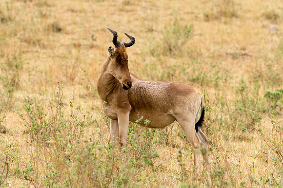Hartebeest - Loliondo, Tanzania