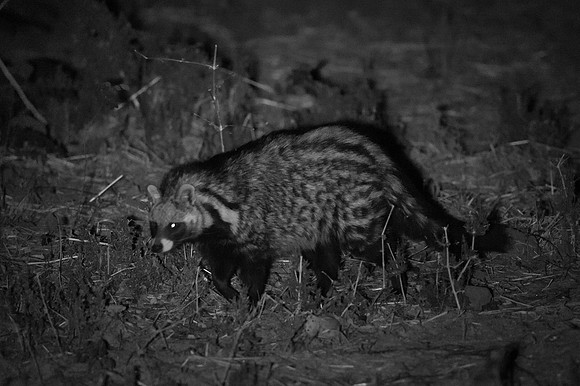 Civet - Lower Zambezi, Zambia