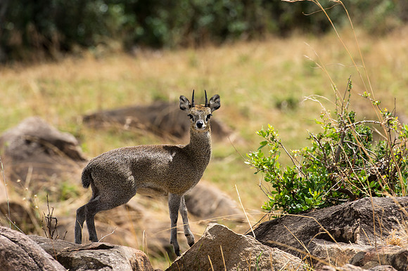 Klipspringer - Loliondo, Tanzania