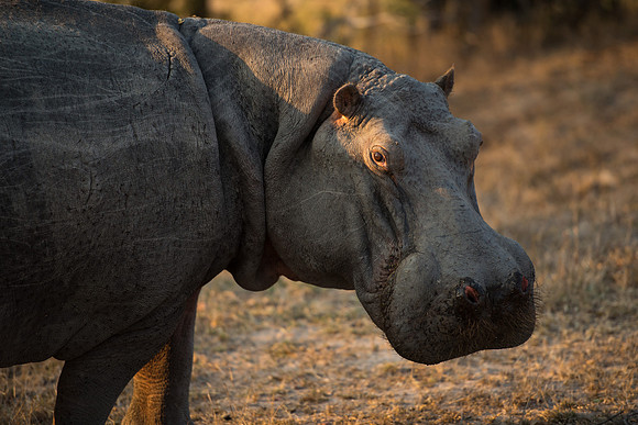 Hippopatamus - Mala Mala, South Africa