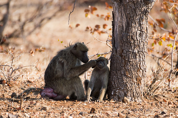 Baboons - Mashatu, Botswana