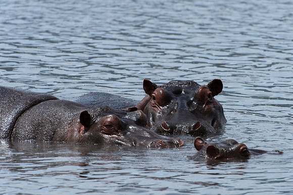 Hippopotamus - Ngorongoro, Tanzania