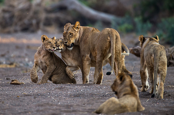 Lioness greeted by her cubs - Mashatu, Botswana