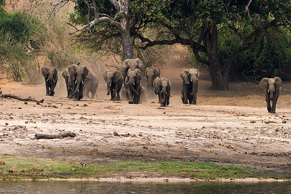 Elephants at Chobe River, Botswana